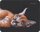 Килимок Defender Wild Animals, 220 x 180 x 2 мм (50803) 205215 фото 8
