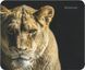 Килимок Defender Wild Animals, 220 x 180 x 2 мм (50803) 205215 фото 6